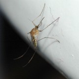 Czy domowe sposoby na komary działają? Co faktycznie je odstrasza