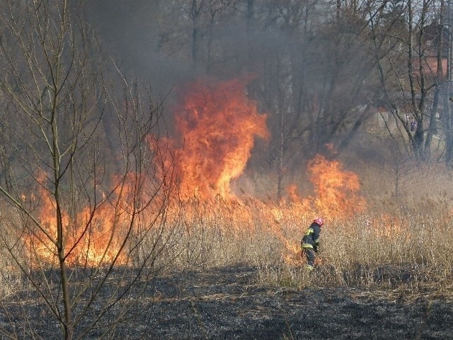 Pożar traw przy ul. Pabianickiej