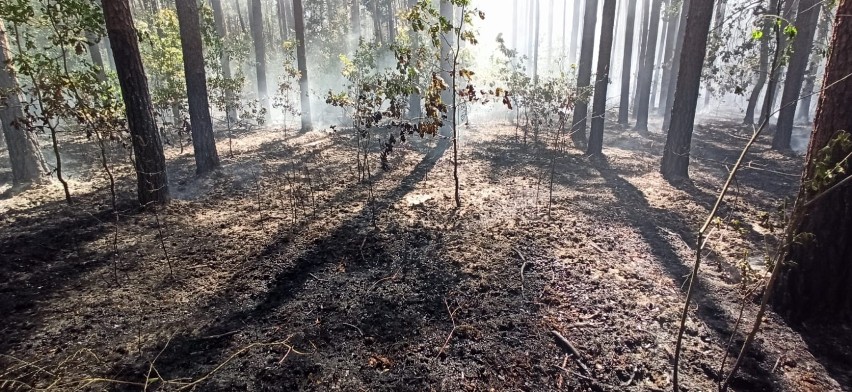 Pożar w lesie w powiecie skarżyskim. Dziesięć zastępów straży w akcji