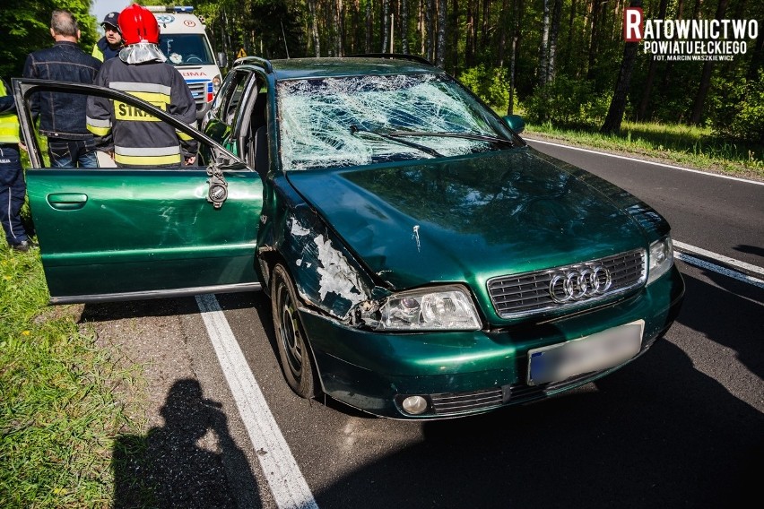 Wypadek na DK 16. Audi zderzyło się z łosiem. Zwierzę padło na miejscu (zdjęcia)