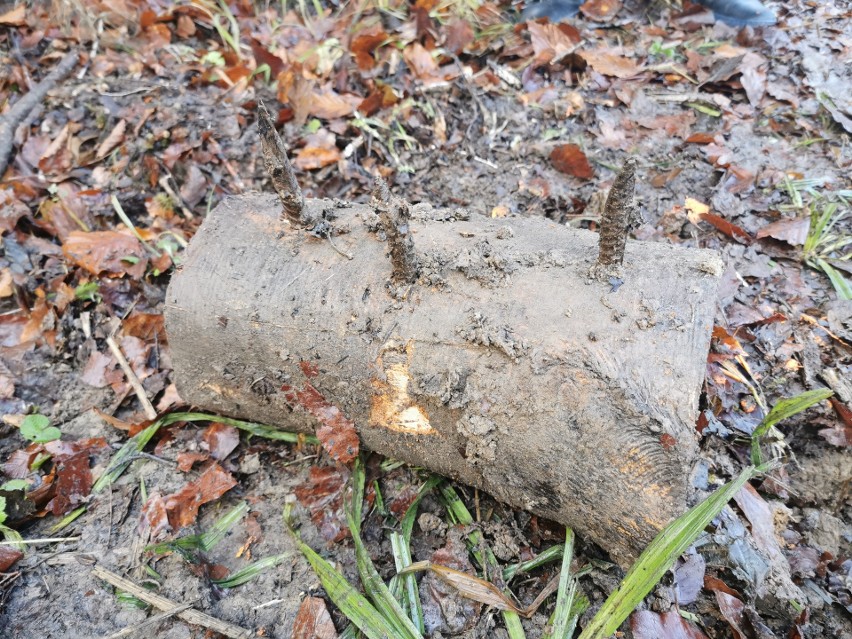 Metalowe kolce ktoś umieścił na ścieżce leśnej na terenie Nadleśnictwa Strzyżów. Zraniły biegacza [ZDJĘCIA]