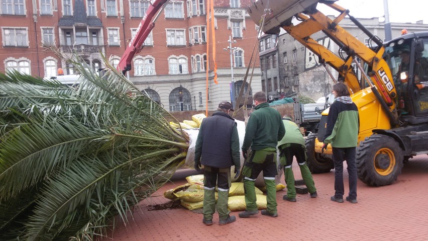 Palmy wróciły na rynek w Katowicach