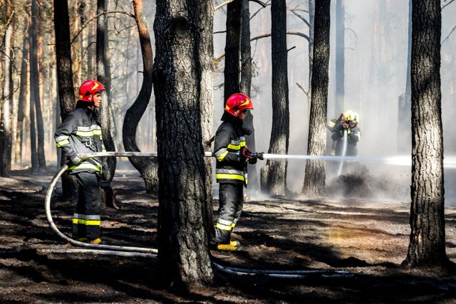 W niedzielę (30 czerwca) od ok. godz. 15 bydgoscy strażacy walczyli z pożarem lasu w Fordonie w okolicach Centrum Onkologicznego. W akcji uczestniczyło aż 12 zastępów straży, akcję gaśniczą wspomagały też dwa samoloty. Tak świętowano oddanie do użytku Starego Rynku w Bydgoszczy: