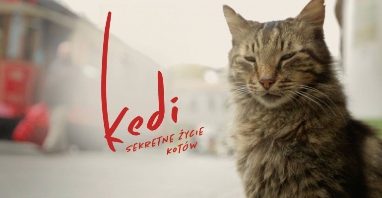 "Kedi - sekretne życie kotów"...