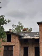 Krowa spacerowała... po dachu! OSP Sochocin dzieli się zdjęciami 