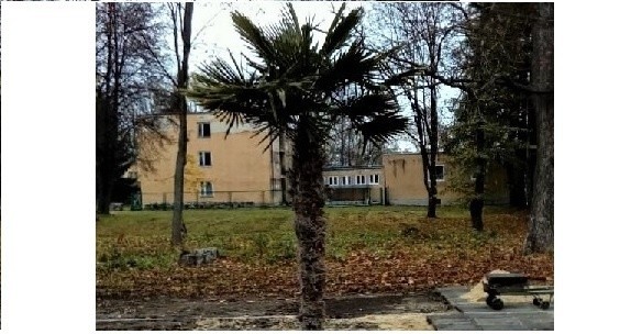 Tak wygląda palma zasadzona przy Zespole Szkół Centrum...
