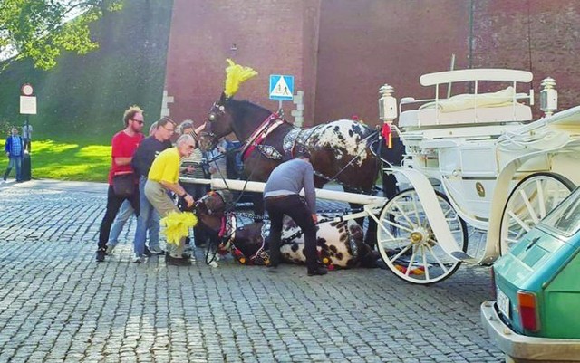 Tak wyglądał upadek konia pod Wawelem w październiku 2018 roku