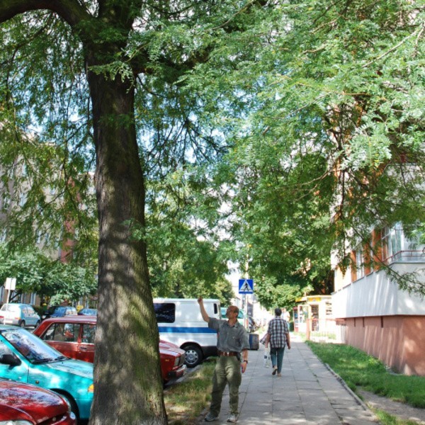 Widoczna na zdjęciu glediczja rośnie na ul. Niemcewicza. Mieszkańcy niepokoją się, że miasto zechce je wyciąć, by zrobić miejsce parkingowe na jeszcze jeden samochód.