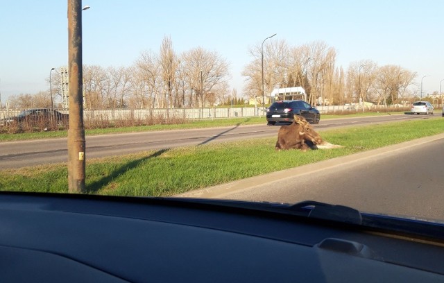 Do zdarzenia doszło we wtorek rano