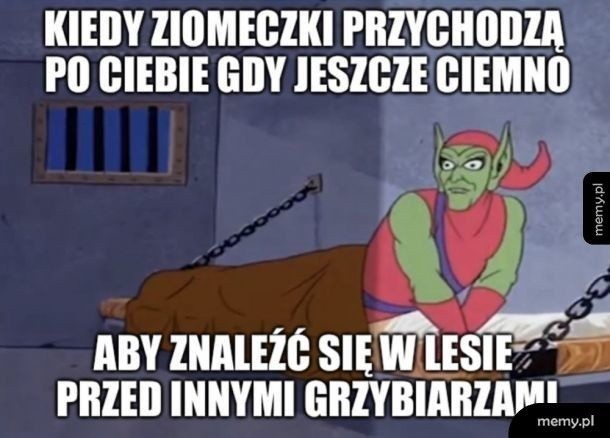 MEMY o grzybiarzach! Grzybobranie na wesoło.