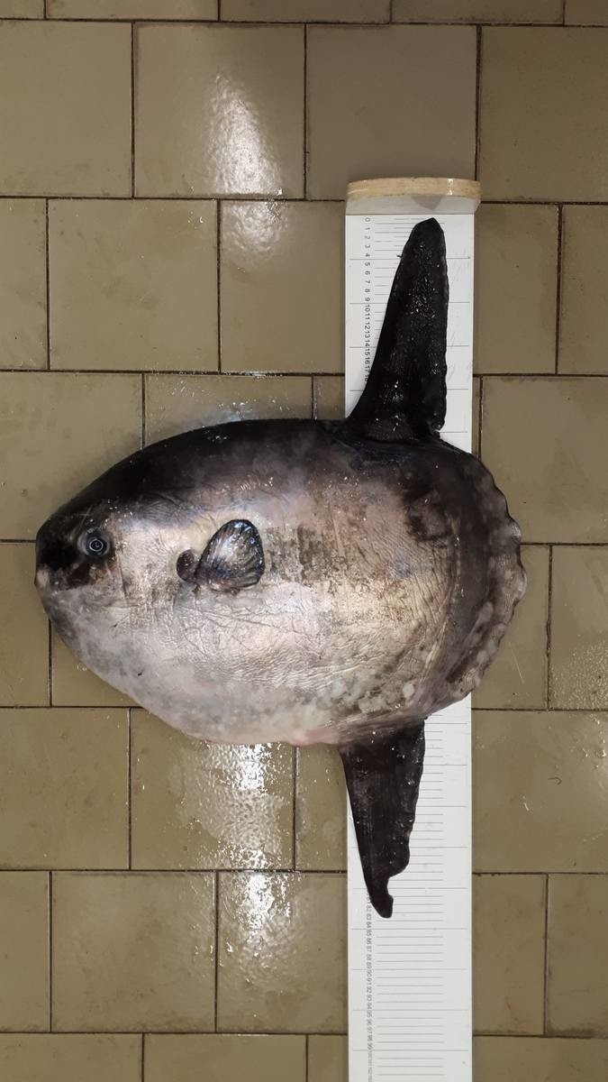 Subtropikalna ryba (Mola mola) znaleziona w Bałtyku