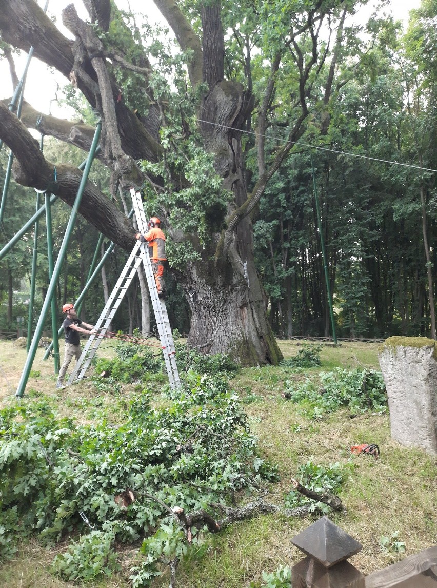 Wiekowy dąb Bartek uszkodzony przez piątkową wichurę. Odłamał się fragment jednego z konarów [ZDJĘCIA]