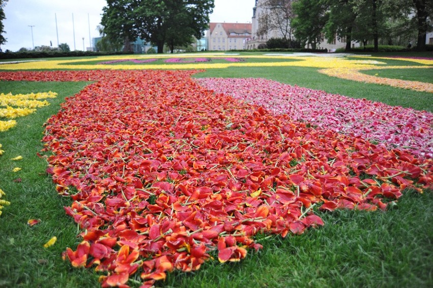 Dywan z tulipanów w Poznaniu robi wielkie wrażenie!...