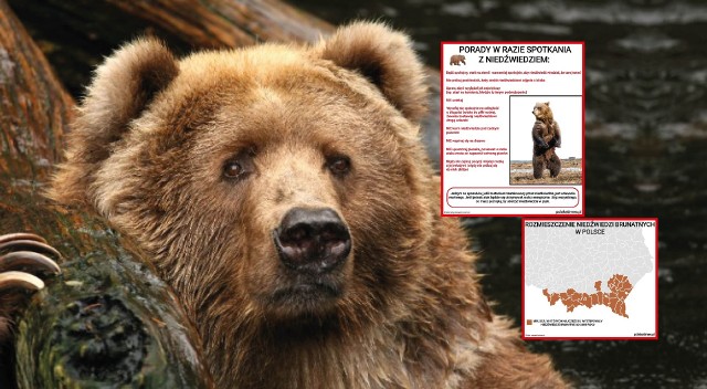 W Polsce rośnie populacja niedźwiedzi, które są największymi drapieżnikami w Europie. Sprawdź, gdzie można spotkać niedźwiedzie oraz co robić, kiedy zobaczymy tego drapieżnika na górskim szlaku.