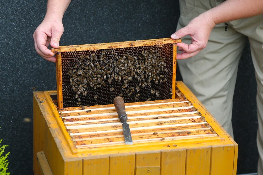 Około 60 tysięcy pszczół zamieszkało na dachu Teatru...