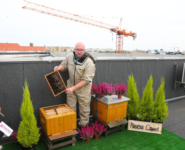 Około 60 tysięcy pszczół zamieszkało na dachu Teatru Muzycznego Capitol.