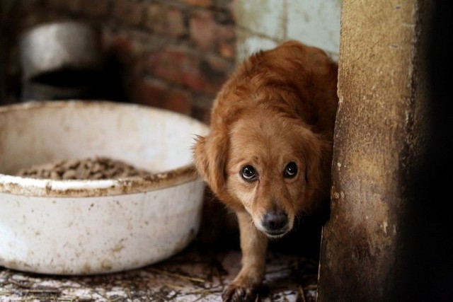 Łódzkie fundacje pro-zwierzęce oferują miejsca dla zwierząt ewakuowanych z Ukrainy - ofiarami wojny są również bezbronne zwierzęta
