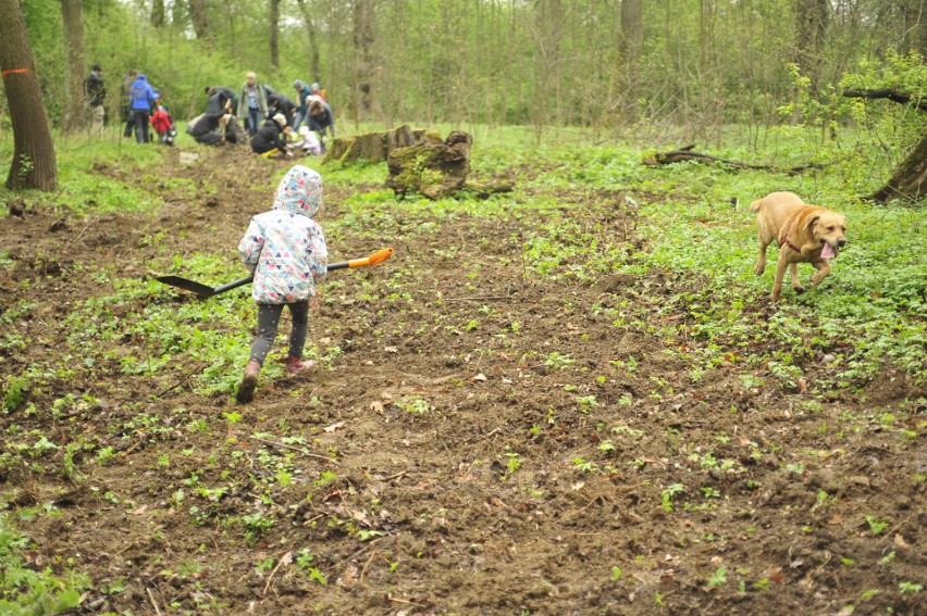 Imponująca akcja! Posadzono 1400 wiązów w lesie Mogilskim [GALERIA]