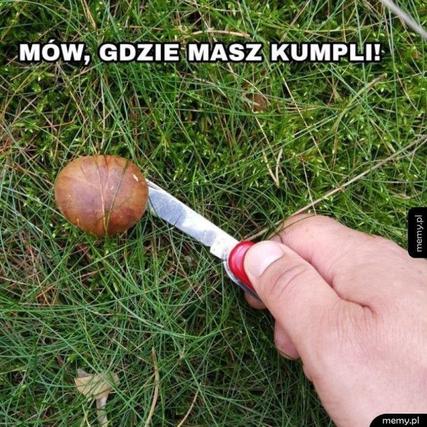 MEMY o grzybiarzach! Grzybobranie na wesoło.