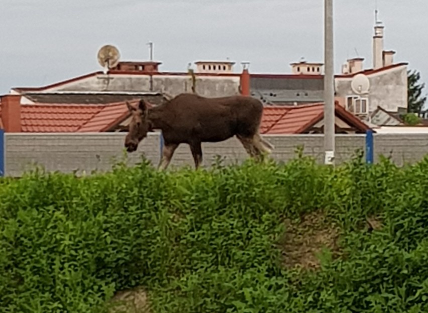 Łoś na ul. Kochanowskiego. Zdjęcie z niedzieli rano