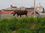 Tarnów na tropie łosia, który zwiedza miasto [ZDJĘCIA]