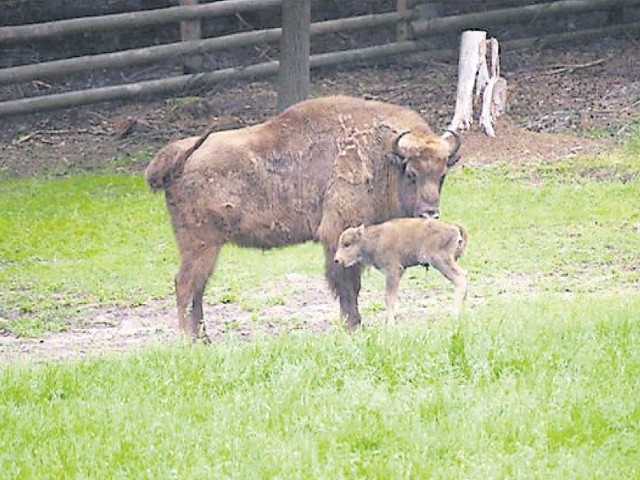 Pierwszym żubrem, który urodził się po sześciu latach w Wolińskim Parku Narodowym jest samiec. Nie ma jeszcze imienia. Jest zdrowy i na krok nie odstępuje mamy