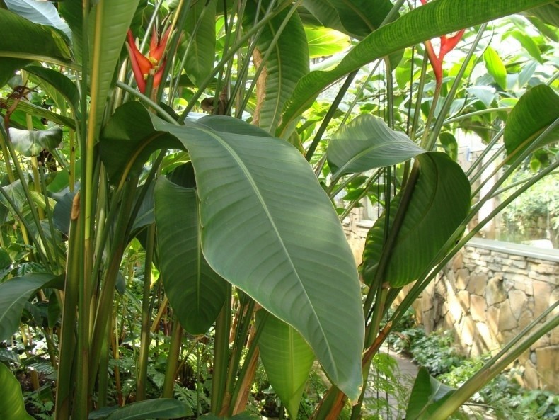 Helikonie są spokrewnione z bananowcami. Liście tych roślin...