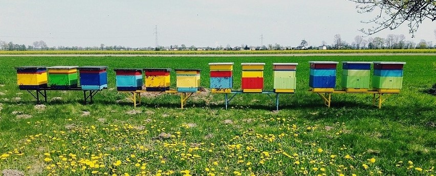 Rolnik wytruł pszczoły. Myślcie przy opryskach! - apeluje Tadeusz Stelmaszyk