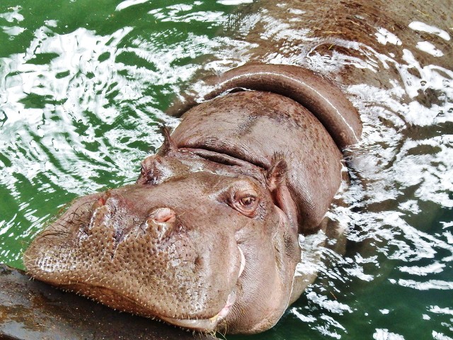 Hipolit był bardzo spokojnym zwierzęciem. Hipopotam bardzo lubił moment napełniania wodą jego basenów. Podstawiał głowę, otwierał paszczę i bawił się strumieniem wody