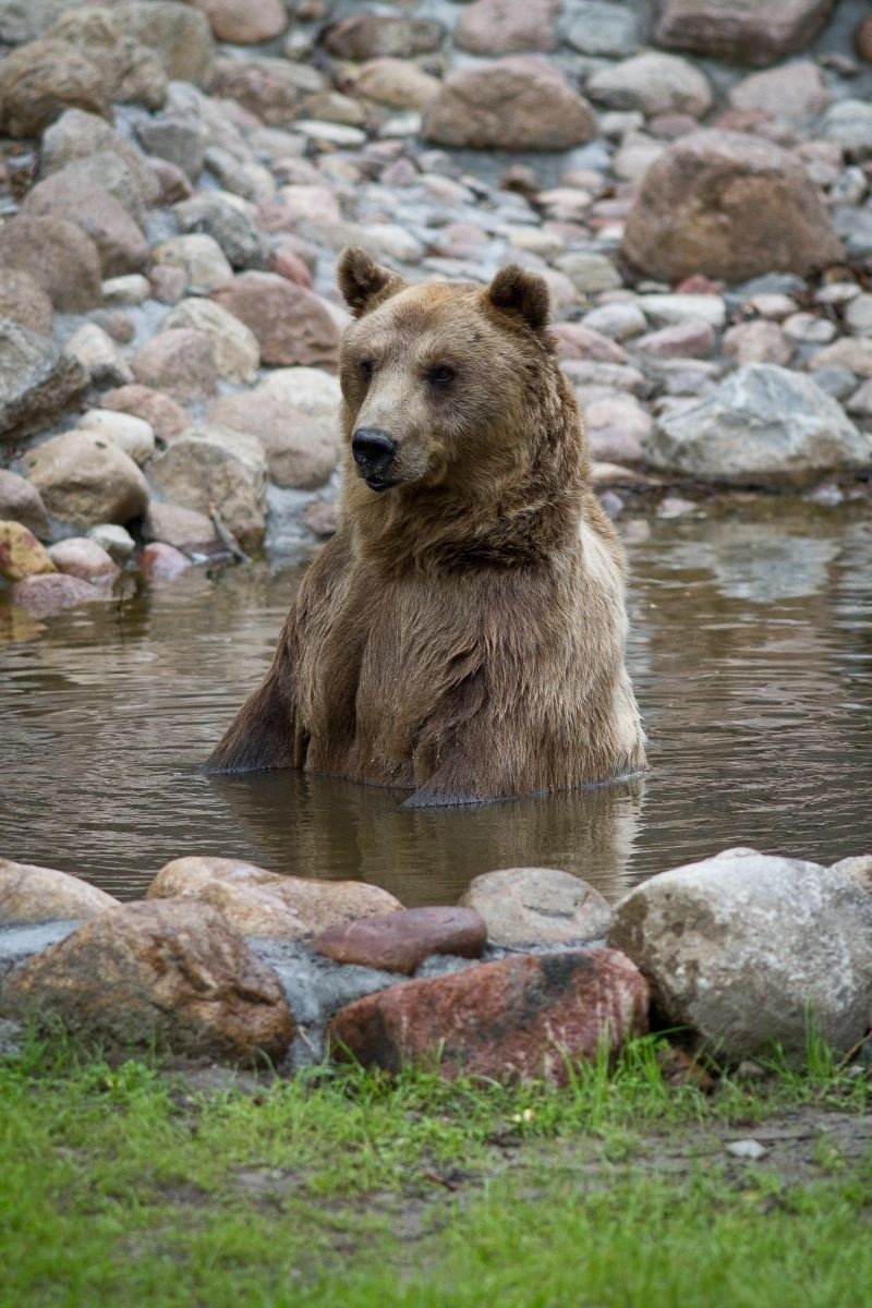 Niedźwiedź Grześ w ogrodzie Akcent ZOO