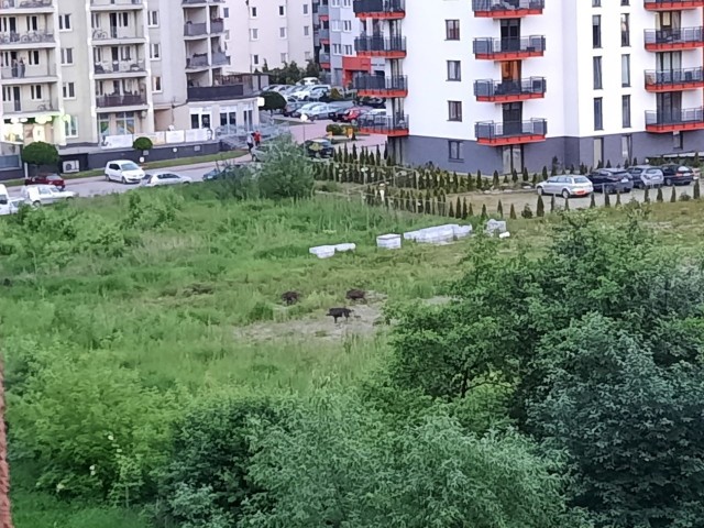 Pod bloki przy ul. Obozowej podchodzą dziki. Mieszkańcy czują się zagrożeni.