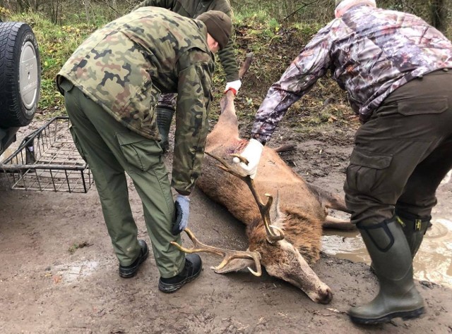 Myśliwi z Poznania pozwolili żywcem rozszarpać jelenia. Zwierzę nie było ranne. Patrzyły na to małe dzieci, mieszkańcy z okien i przechodnie - alarmują mieszkańcy Złotnik pod Poznaniem.