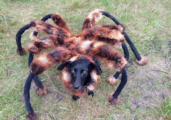 Mutant Giant Spider Dog (SA Wardega)