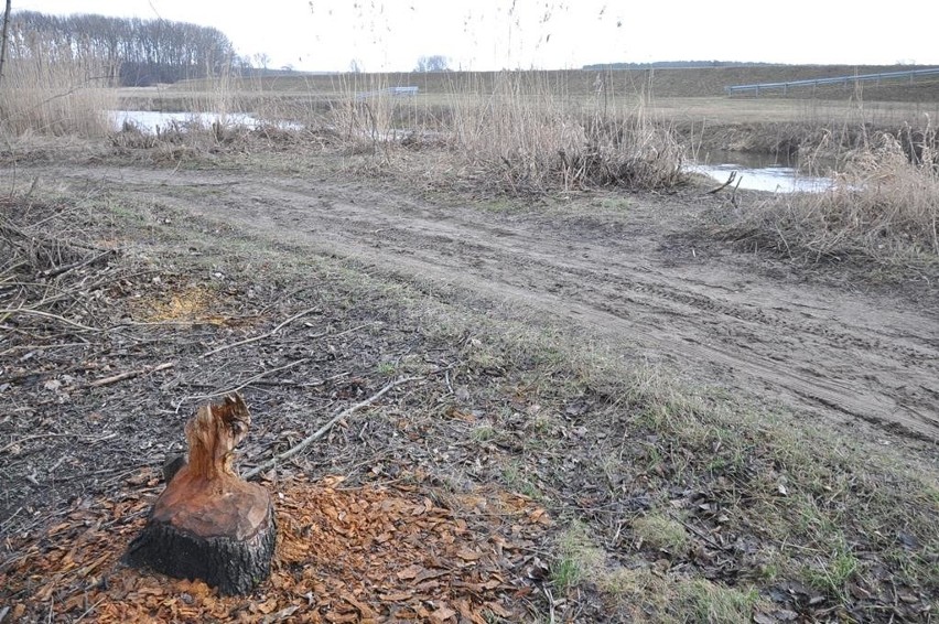 Bobry podgryzają Częstochowę. Zobaczcie, gdzie już...