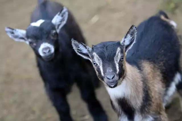 Młode kózki z toruńskiego zoo wydają się wyjątkowo rozkoszne. Problemy mogą sprawiać, kiedy staną się dorosłe