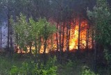 Olkusz, Bukowno. Pożar lasu na obszarze 3 hektarów. Z żywiołem kilka godzin walczyło 31 zastępów straży pożarnej [ZDJĘCIA]