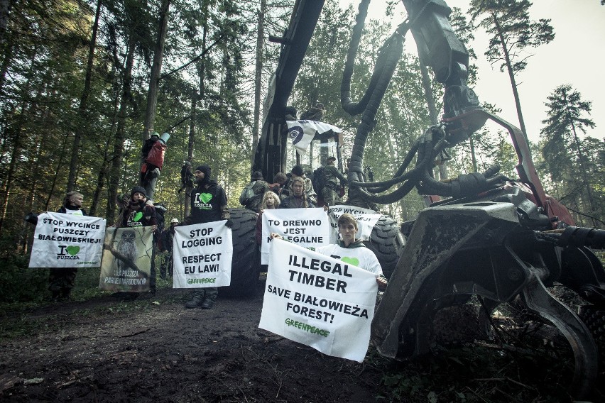 Największa blokada wycinki w Puszczy Białowieskiej (zdjęcia)