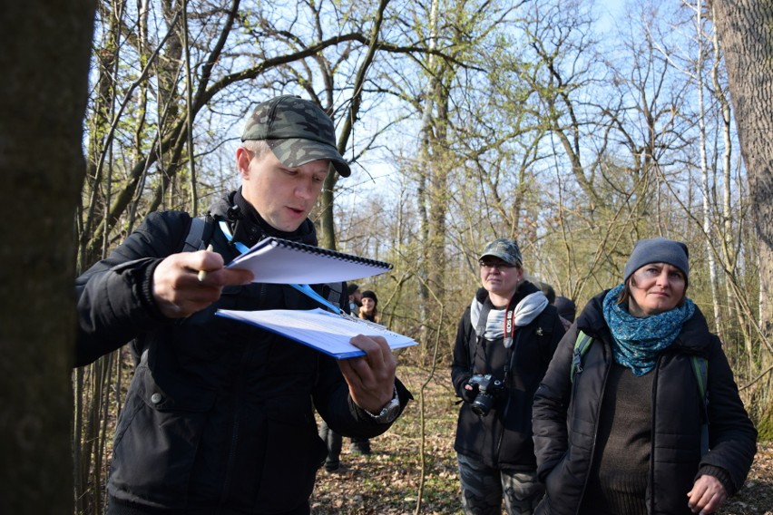 Tarnobrzeg. Komisja chce ochronić 170 drzew w Zwierzyńcu. Zdecydują radni  