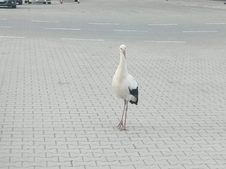 Bocian zamiast odlecieć do ciepłych krajów... chodził po autach [ZDJĘCIA]