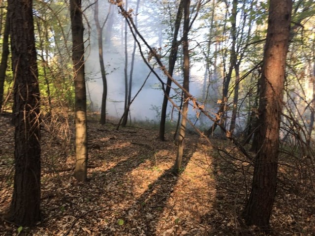 W lesie w Siedlcu, w ciągu kilku ostatnich tygodni, odnotowano cztery pożary. Za każdym razem ktoś z mieszkańców szybko dostrzegł ogień i zareagował