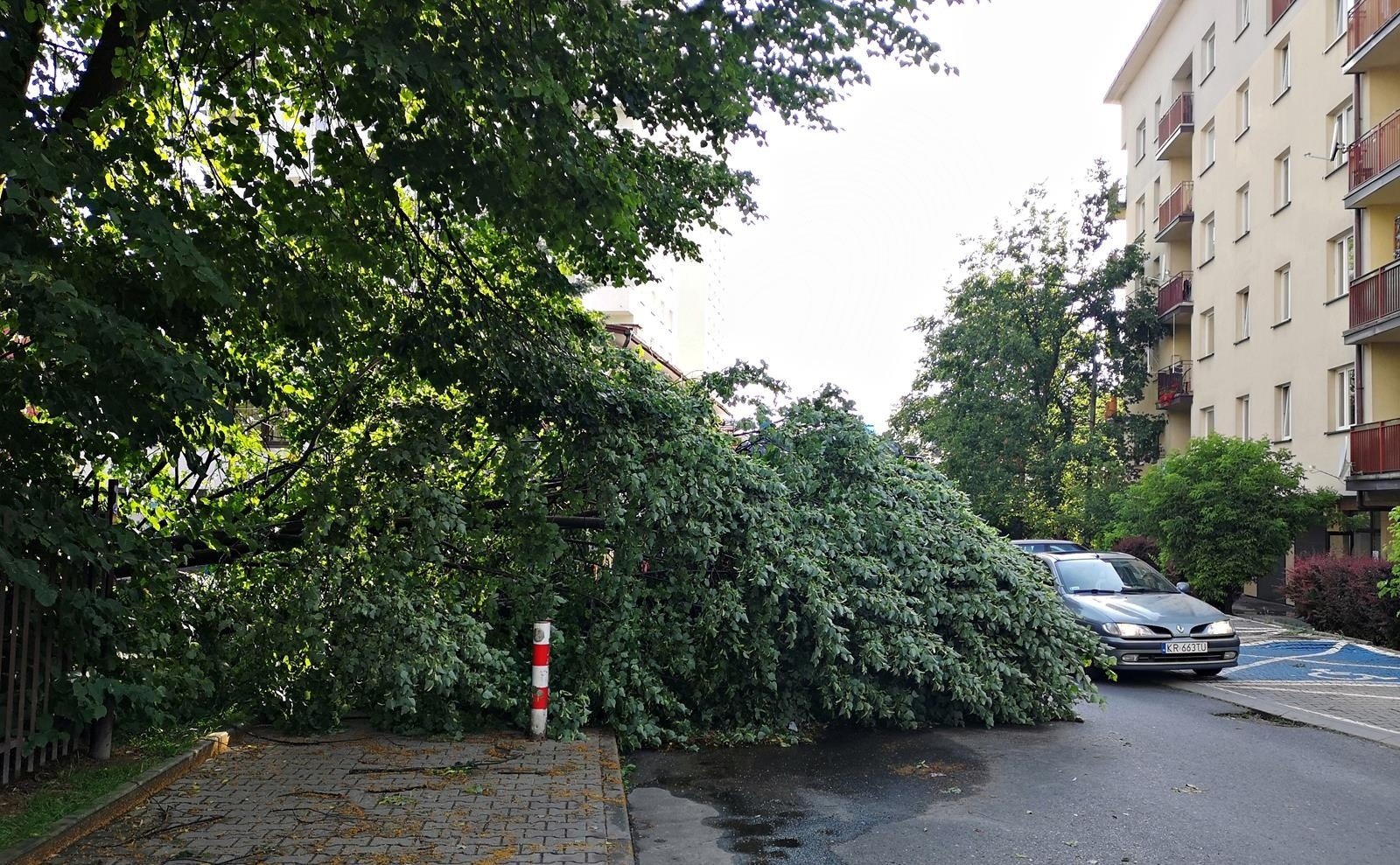 Kraków. Drzewo spadło na samochód. Trwa usuwanie szkód