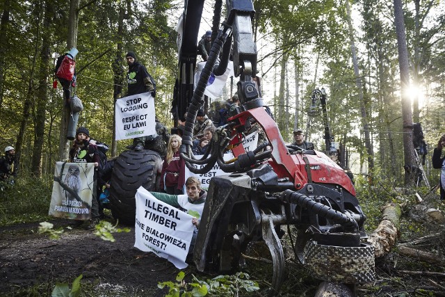 Uczestniczy w niej kilkadziesiąt osób - aktywistów Greenpeace z 12 państw i osoby z Obozu dla Puszczy. Uniemożliwiają oni nielegalną wycinkę i wywóz drewna z Puszczy Białowieskiej.