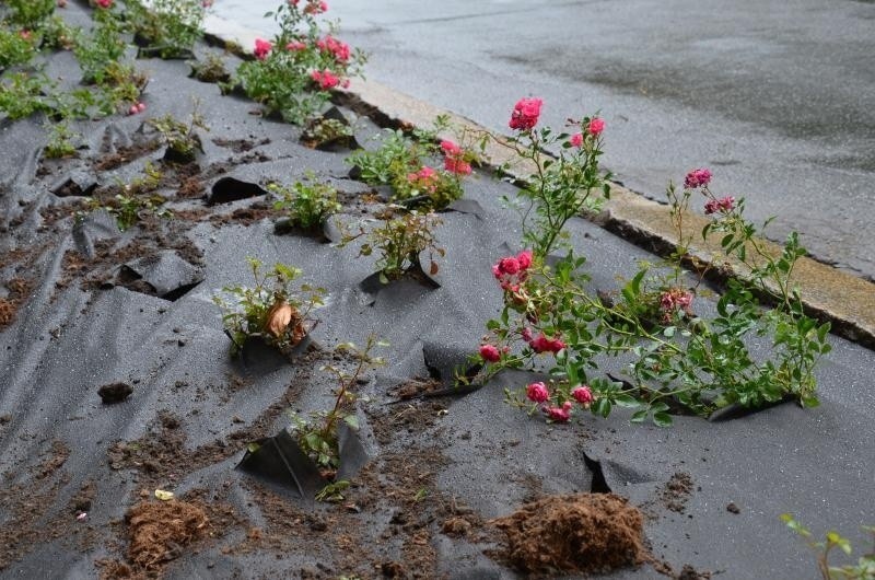 Mistrzostwa Świata w Siatkówce 2014: Tysiące kwiatów powitają kibiców (ZDJĘCIA)