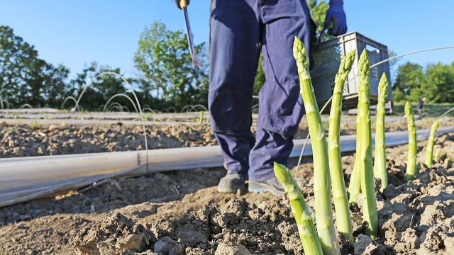 Sezon na szparagi w Niemczech i Holandii już ruszył. Pracą "od zaraz" i płacą powyżej minimalnej pośrednicy starają się skusić Polaków do wyjazdu. Chętnych jest niewielu, bo to ciężki kawałek chleba. Czy opłacalny? Sprawdziliśmy.Czytaj dalej. Przesuwaj zdjęcia w prawo - naciśnij strzałkę lub przycisk NASTĘPNE