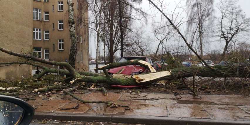 Wichura nad Szczecinem [4.03.2019 r.] Drzewa łamały się jak zapałki [WIDEO, ZDJĘCIA]