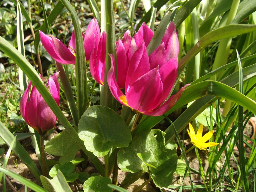 Tulipany botaniczne przeważnie nie są wysokie. Świetnie...