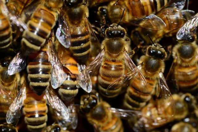 Trzy osoby zostały ranne w kalifornijskiem miasteczku po tym, jak zaatakowały je pszczoły.