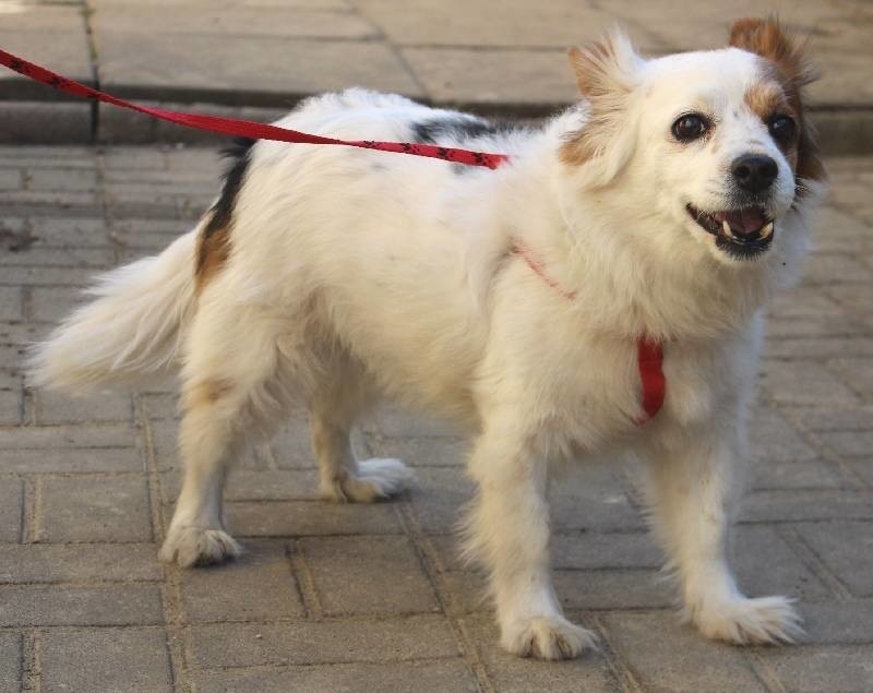 Roko ma sześć lat. W schronisku jest od miesiąca.