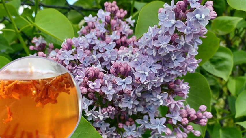 Herbata z kwiatów lilaka ma piękny kolor i wspaniały smak....