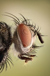 Fotografie owadów w niesamowitym zbliżeniu. Paweł Błachowicz podgląda naturę [wideo, zdjęcia] 